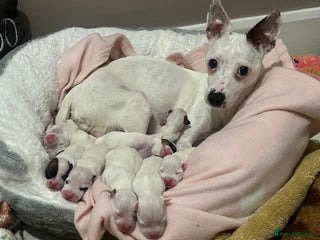 Jack Russell dogs - Advert 5