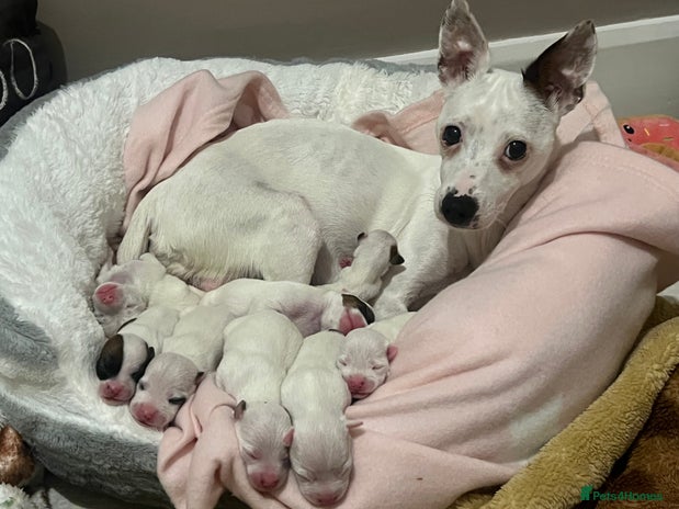 Jack Russell dogs - Advert 1