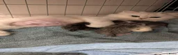 Persian cats for sale: Chinchilla Persian silver tipped kitten's  - Advert 12