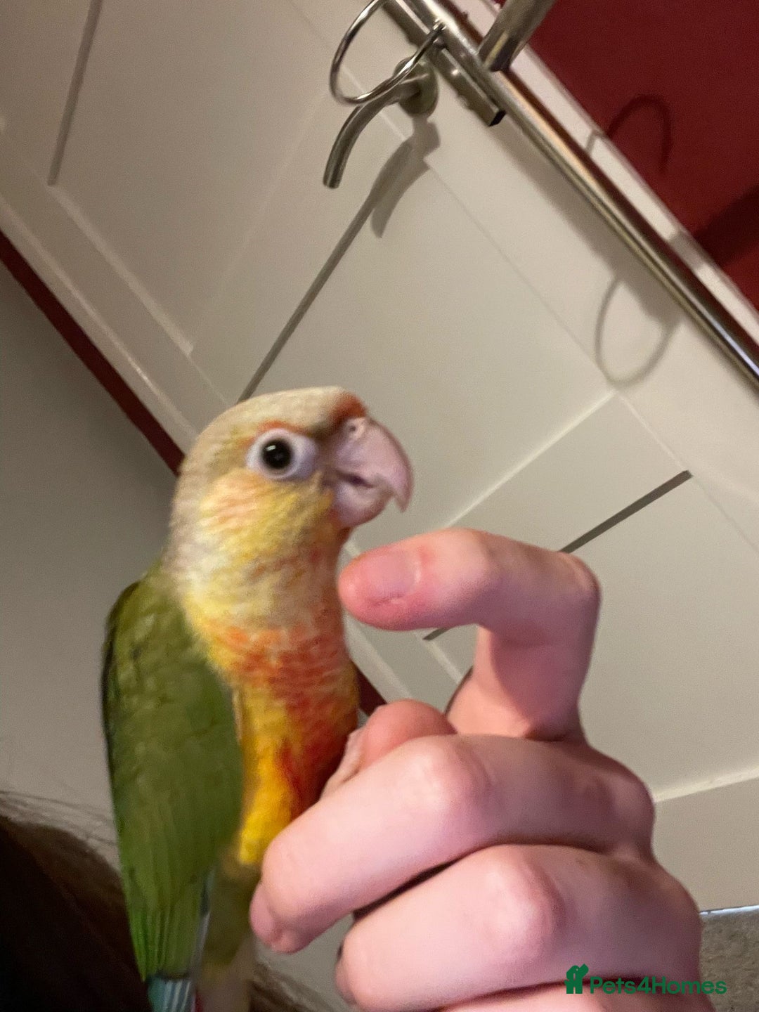 Conures birds for sale: 1 year old pineapple conure - Advert 2