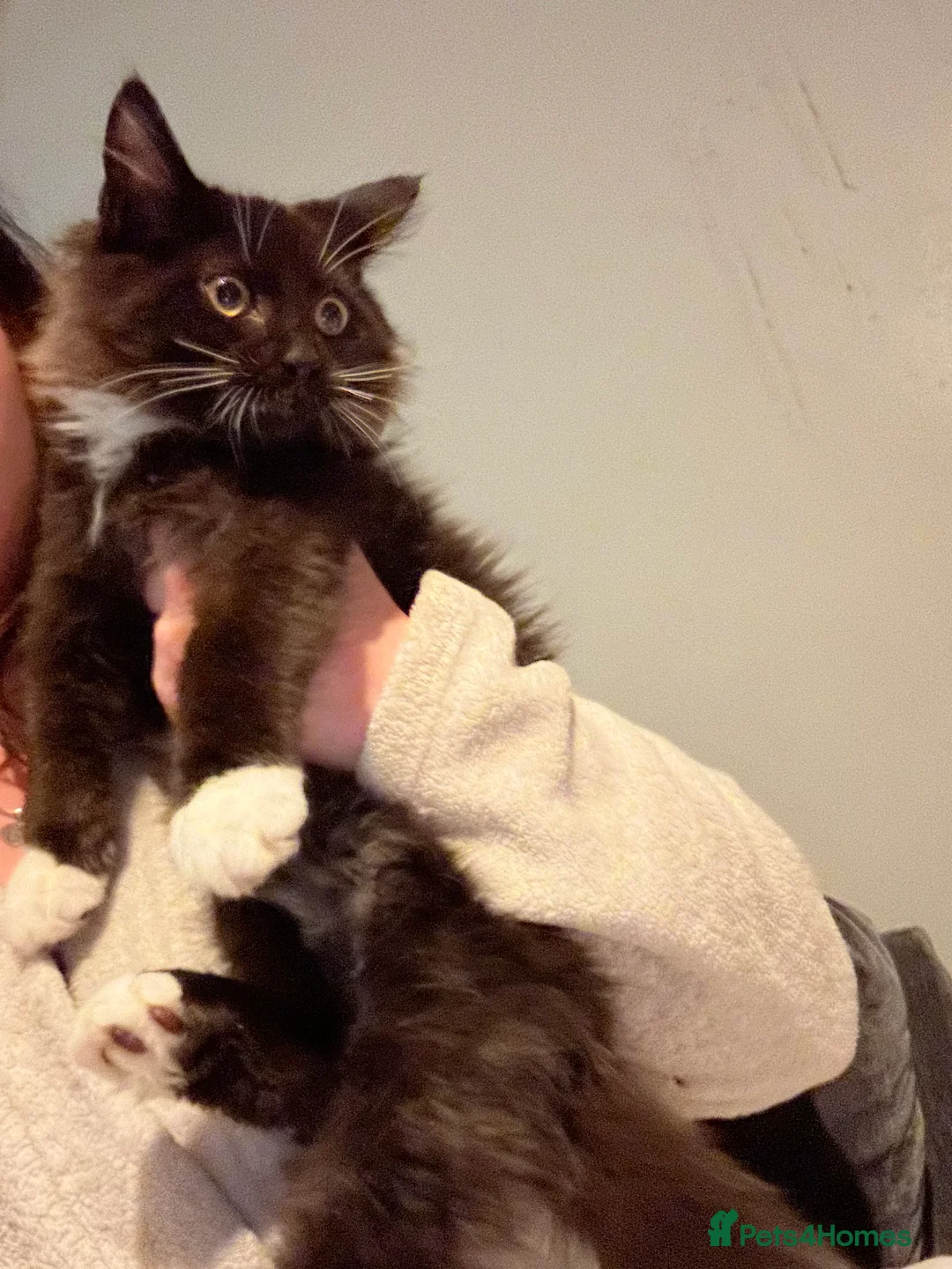 Maine Coon cats for sale: Maine coon cross - Advert 1