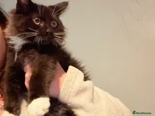 Maine Coon cats Maine coon cross - Advert 11