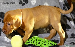 Labrador Retriever dogs for sale: Fox red labrador pups ready now - Image 18