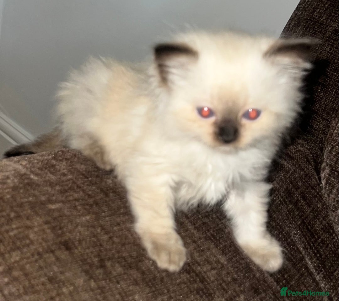 Ragdoll cats for sale: Adorable female ragdolls for sale - Image 6