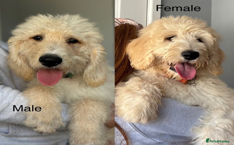 Labradoodle dogs - Advert 4