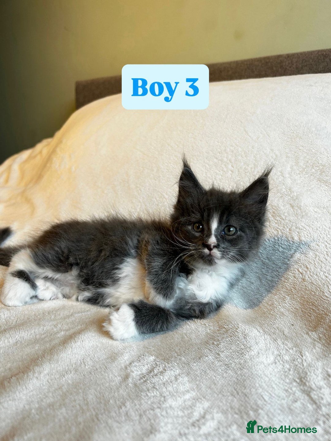 Maine Coon cats for sale: Maine Coon Kittens for Sale TICA  3 Boys & 2 Girls - Image 15