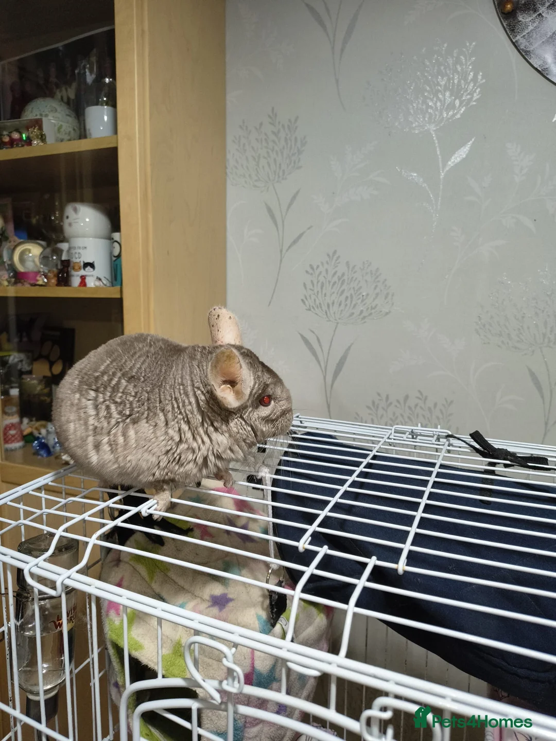 Chinchilla rodents for sale: 2 lovely chinchillas looking for a loving new home - Advert 7