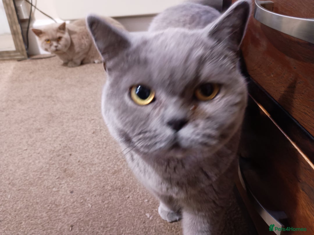 British Shorthair cats for sale: Beautiful British short hair - Image 2