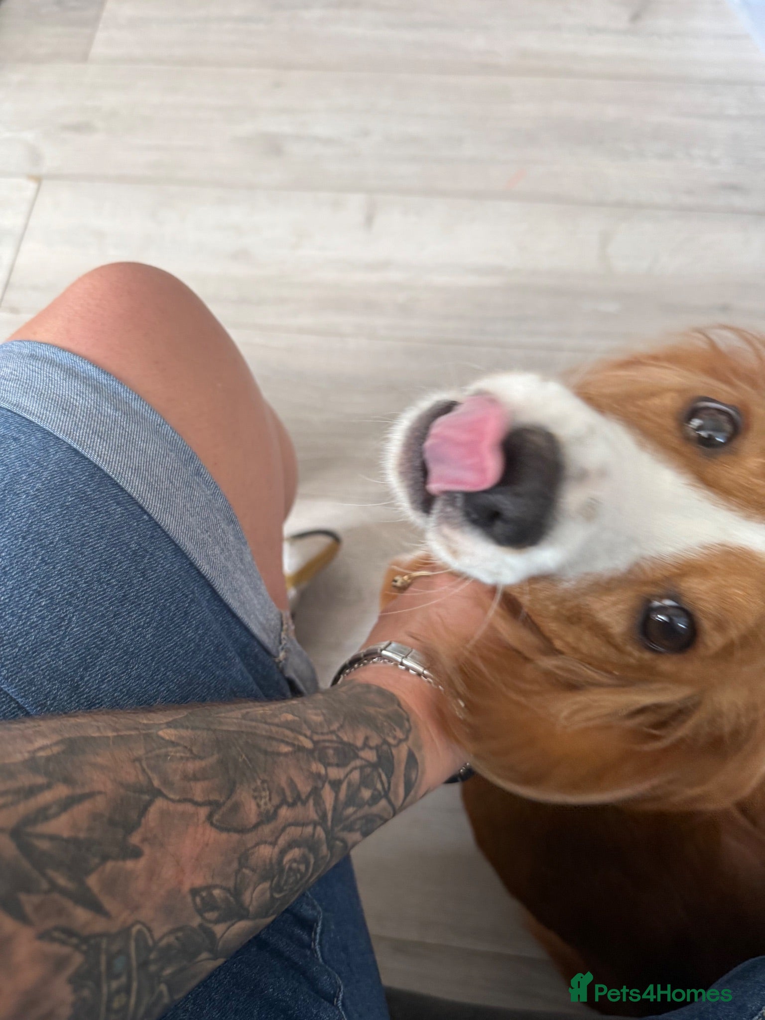 Cocker Spaniel dogs 2 year old cocker spaniel  - Advert 7