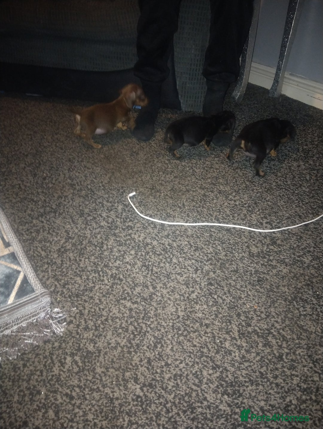 Miniature Dachshund dogs for sale: Miniature dachshund puppies - Advert 8