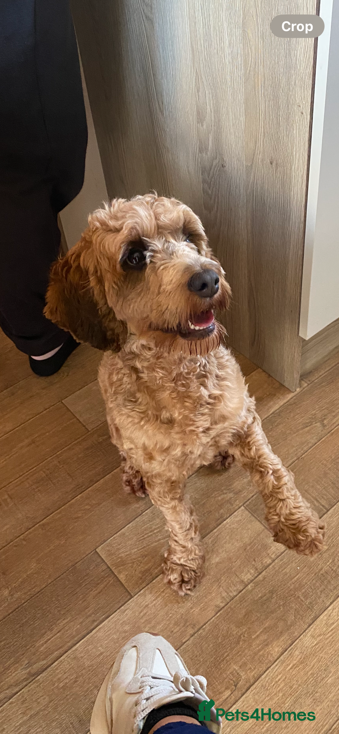 Cockapoo dogs for sale: ⭐️ Outstanding cockapoo female puppy ⭐️  - Advert 17