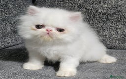 Persian cats for sale: 2 X RED, WHITE MALE PURE PERSIAN KITTENS  - Image 4