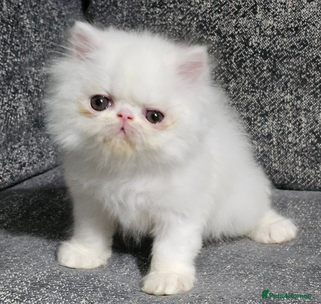 Persian cats for sale: 2 X RED, WHITE MALE PURE PERSIAN KITTENS  - Image 4