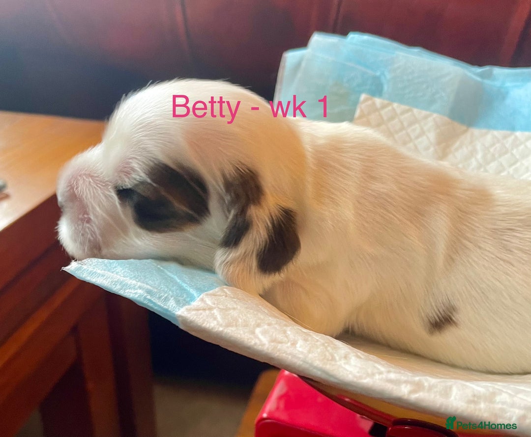 Cocker Spaniel dogs for sale: Your “furever” friend is here - Advert 35