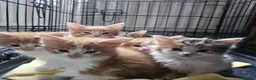 Mixed Breed cats for sale: Beautiful Kittens - Advert 8
