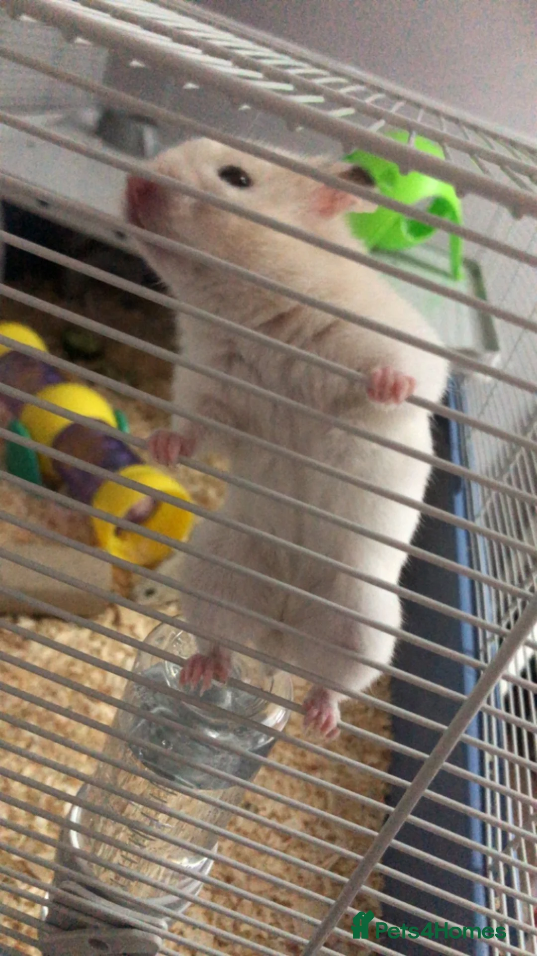 Hamster rodents for sale: Syrian hamster with cage - Alfredo - Advert 2
