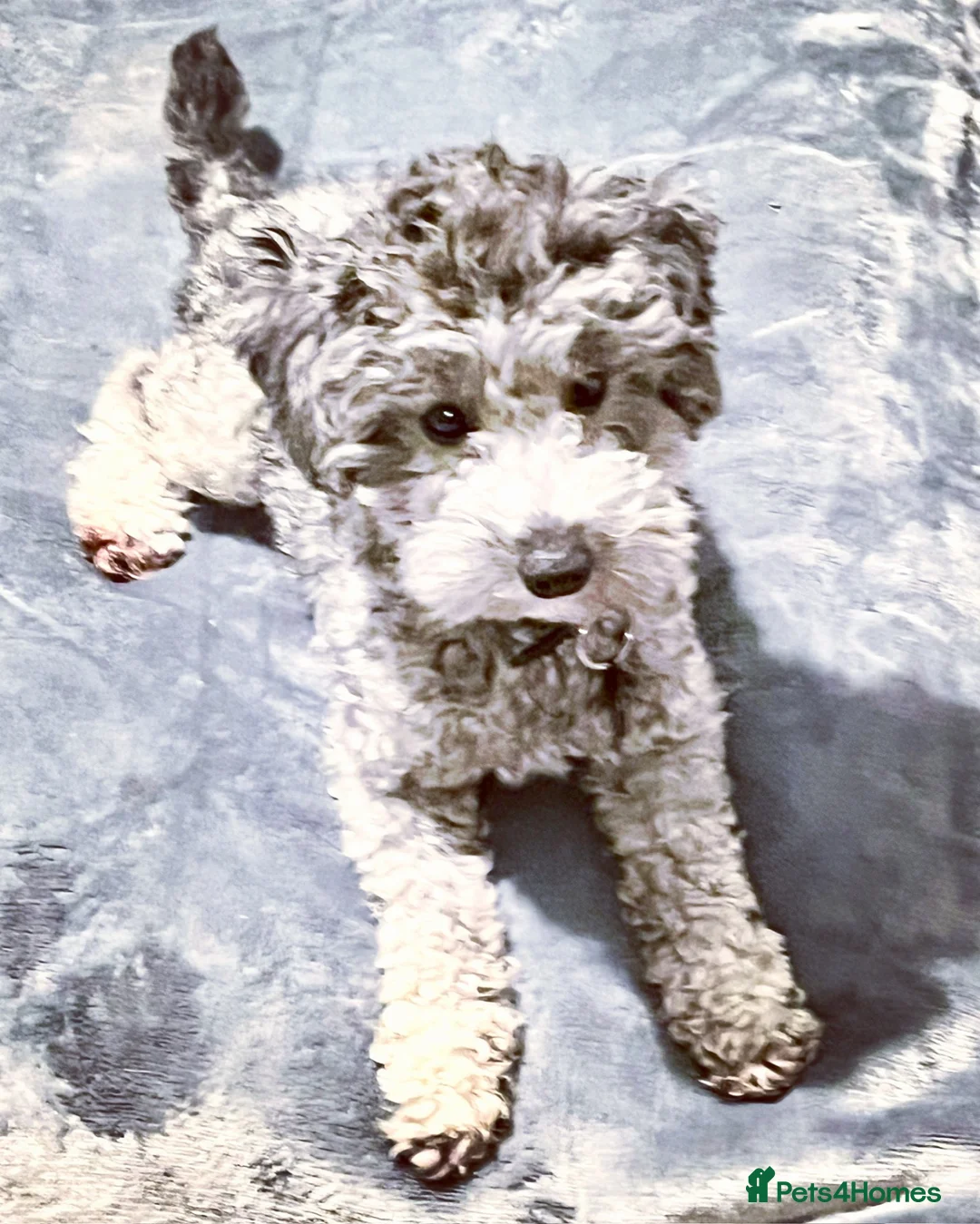 Toy Poodle dogs for sale: 🐩 Tiny Silver Toy Poodle Boy - 5 Years 🩶 - Advert 2