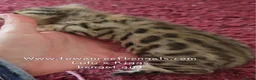 Bengal cats for sale: Tica registered bengal and rare cashmere kittens - Advert 6