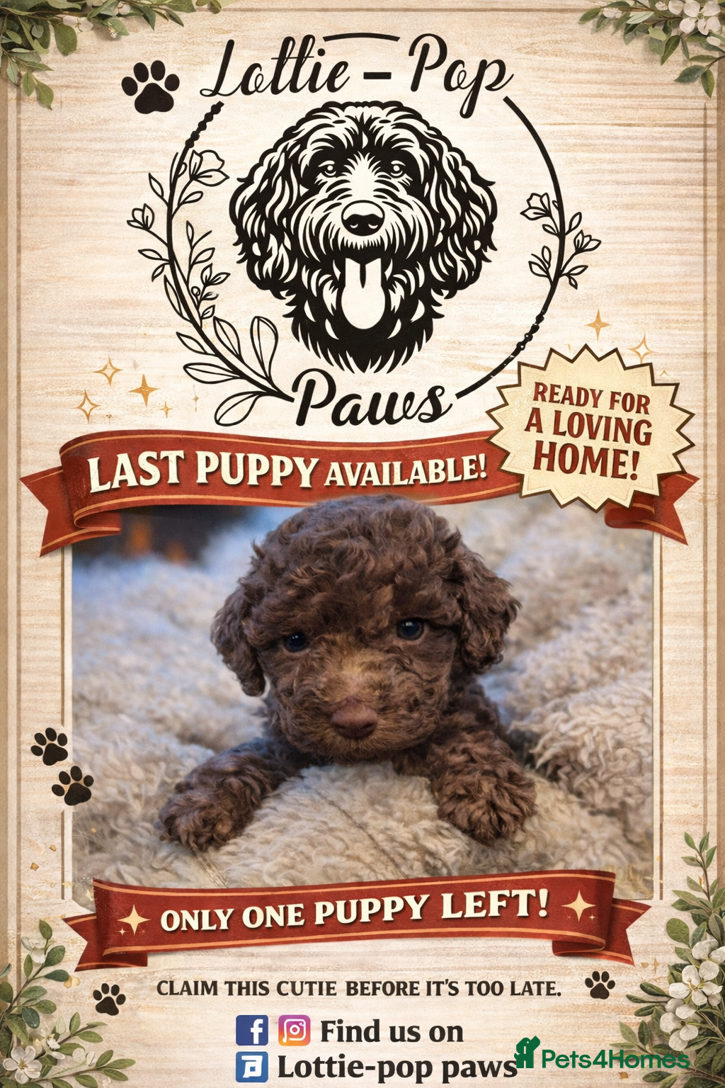 Cockapoo dogs 🤍 Beautiful F3 Multigen Cockapoo Puppies🤍  - Advert 14