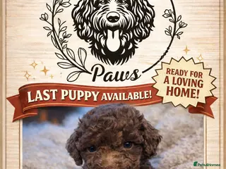 Cockapoo dogs 🤍 Beautiful F3 Multigen Cockapoo Puppies🤍 - Advert 14