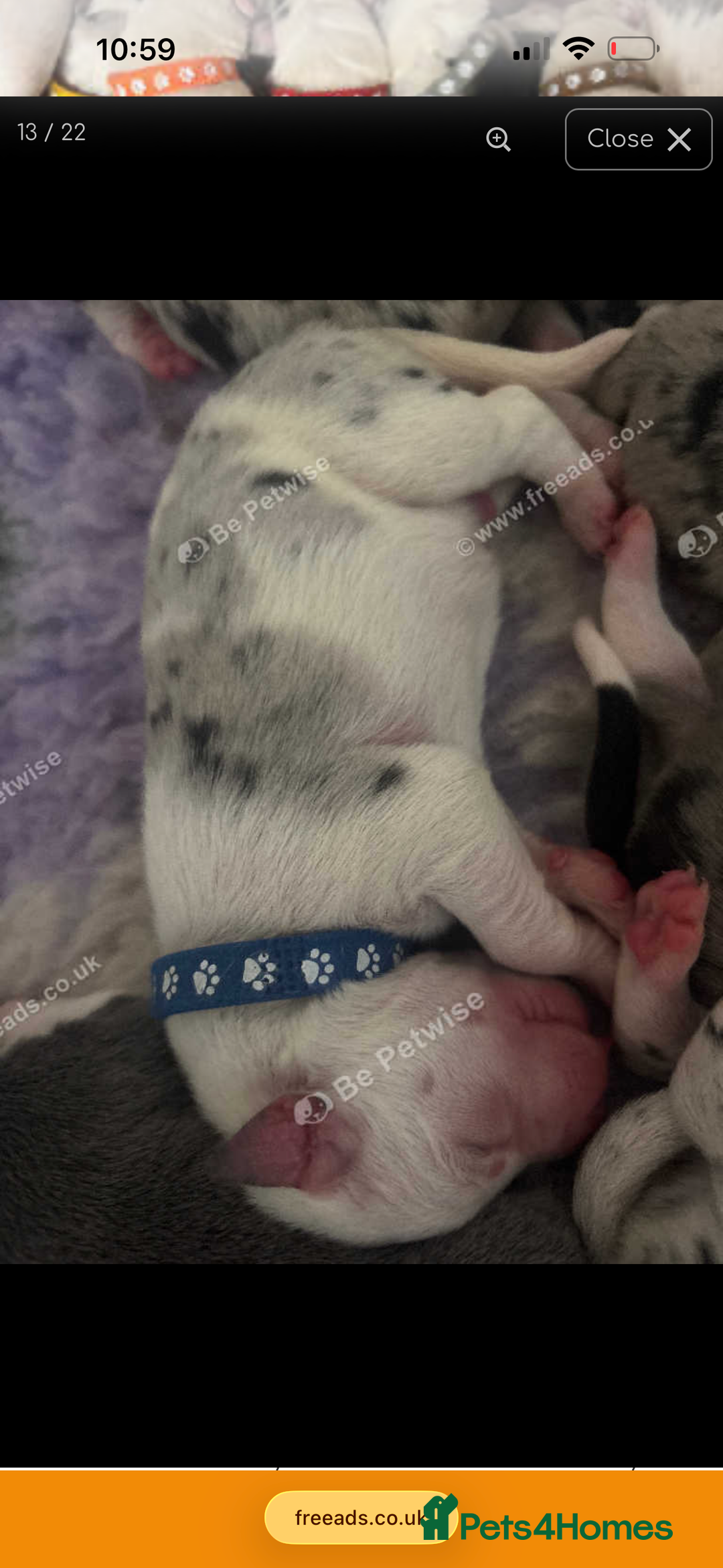 Mixed Breed dogs for sale: beautiful Bull/Greyhound puppies  - Image 16