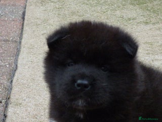 Akita dogs Quality Akita Baby Girls (KC Registered) - Advert 5