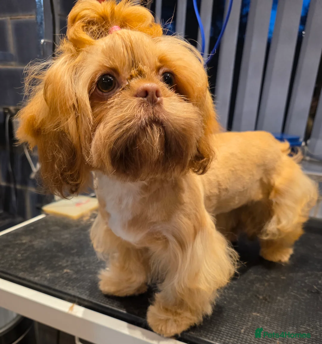 Shih Tzu dogs for sale: Imperial Shih Tzu females, 7 months, KC Registered - Advert 4