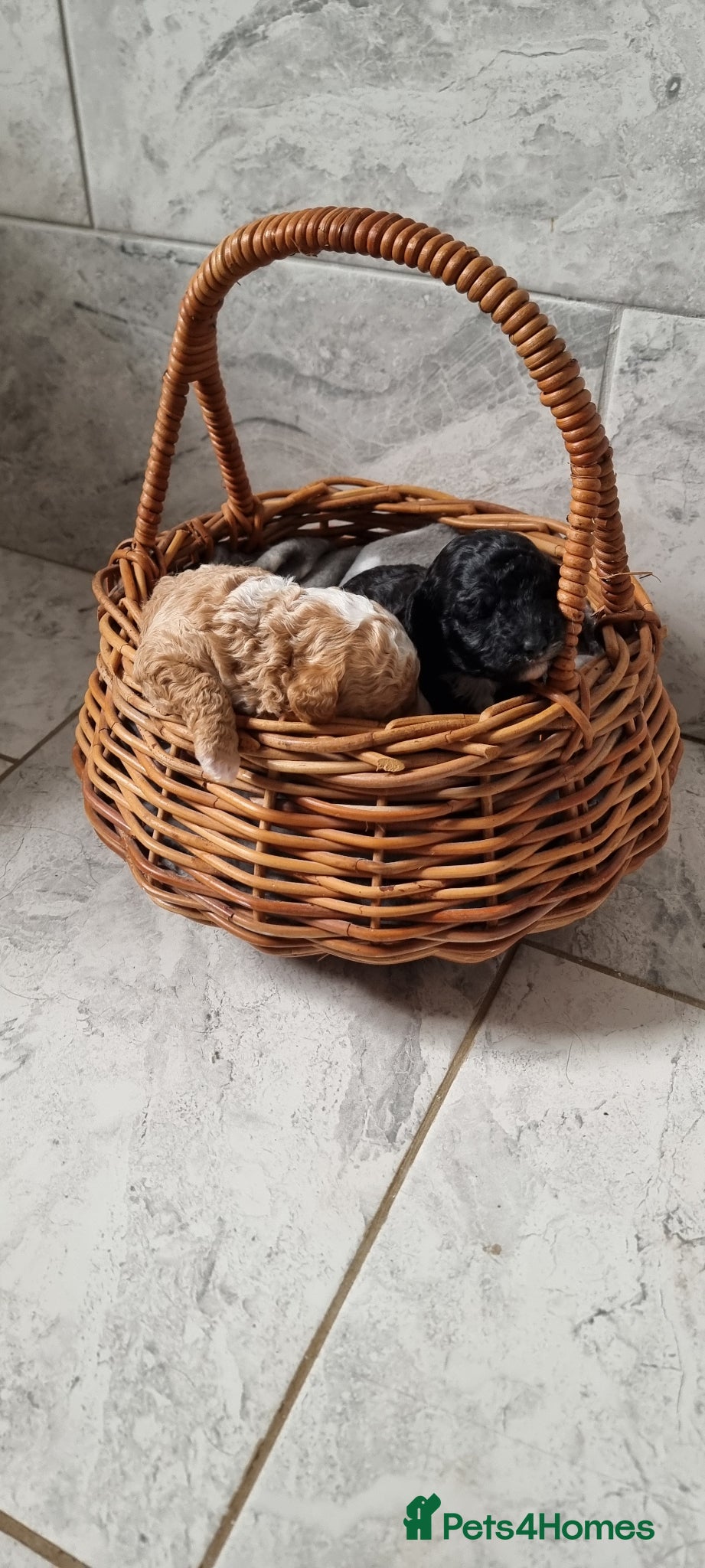 Toy Poodle dogs Full pedigree toy poodles - Advert 18