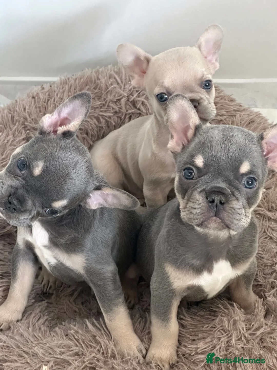 French Bulldog dogs for sale: L4 Carrier 5 Generations French Bulldogs  - Advert 1