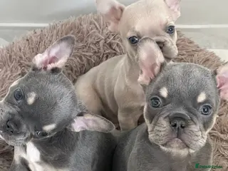 French Bulldog dogs L4 Carrier 5 Generations French Bulldogs - Advert 1