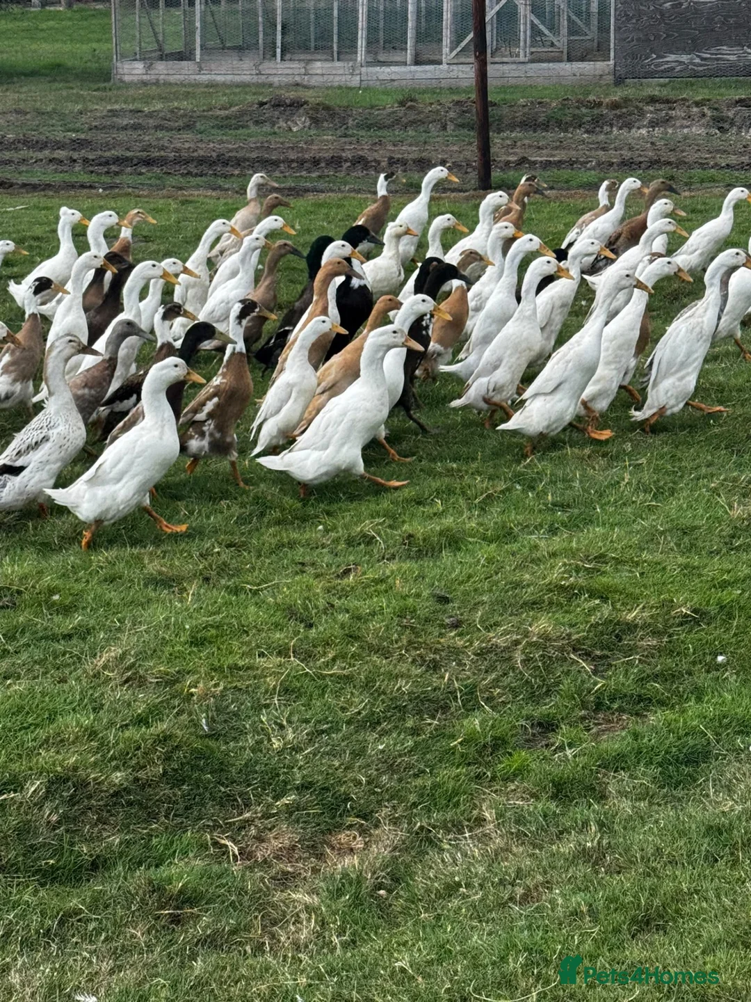 Ducks poultry for sale: Ducks for sale - Advert 2