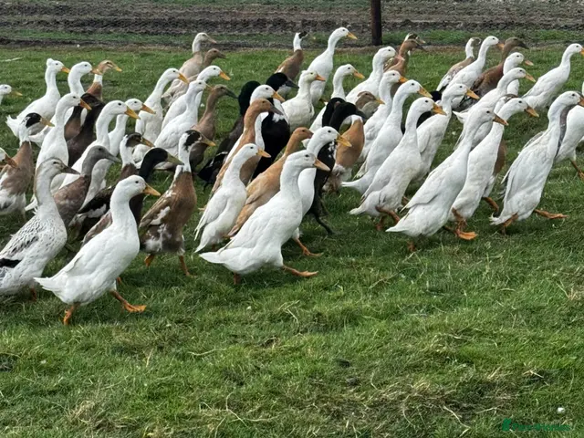 Ducks poultry for sale: Ducks for sale - Advert 2