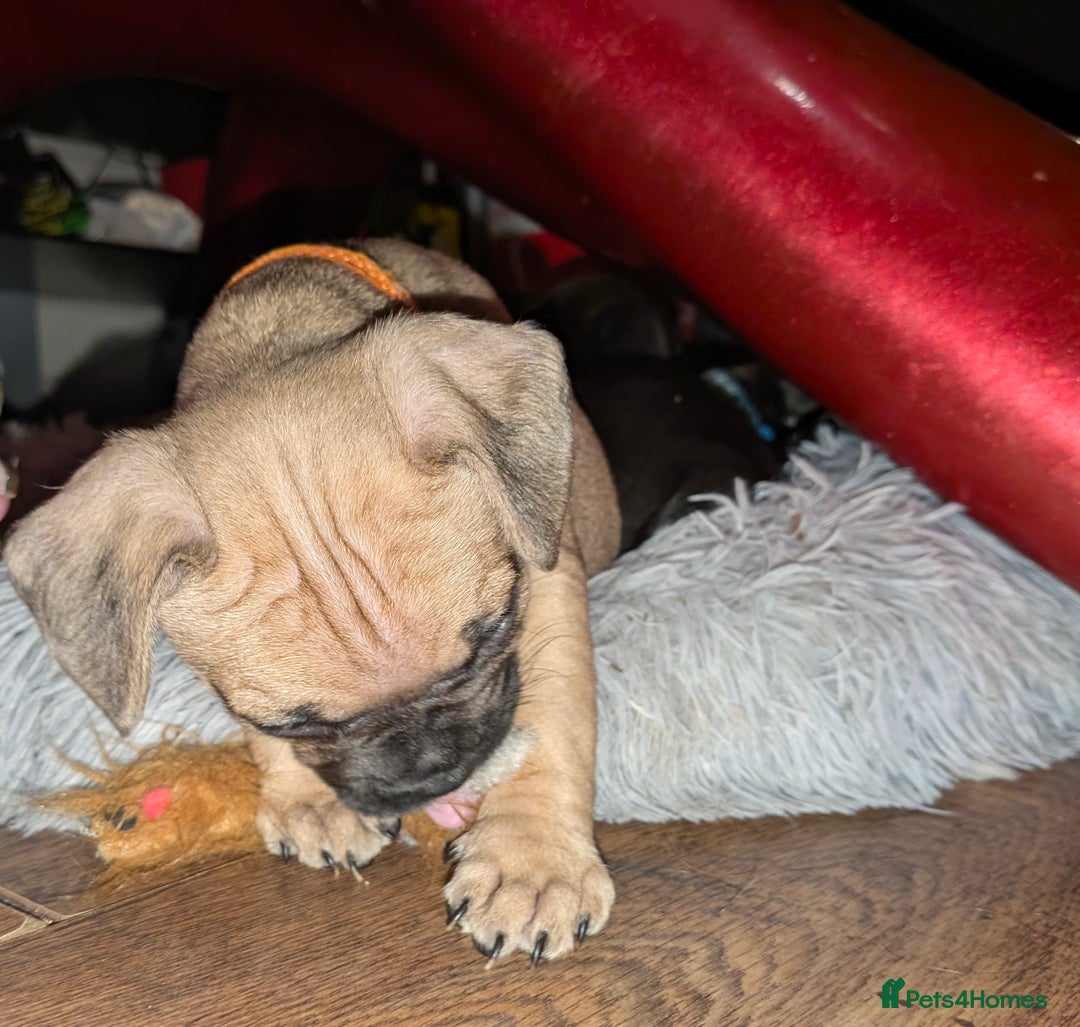 Mixed Breed dogs for sale: Little Boy Northern Ireland  - Advert 11