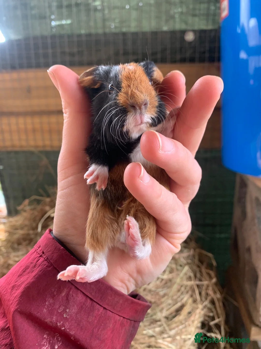 Guinea Pig rodents for sale: Two Girls and a Boy  - Advert 9