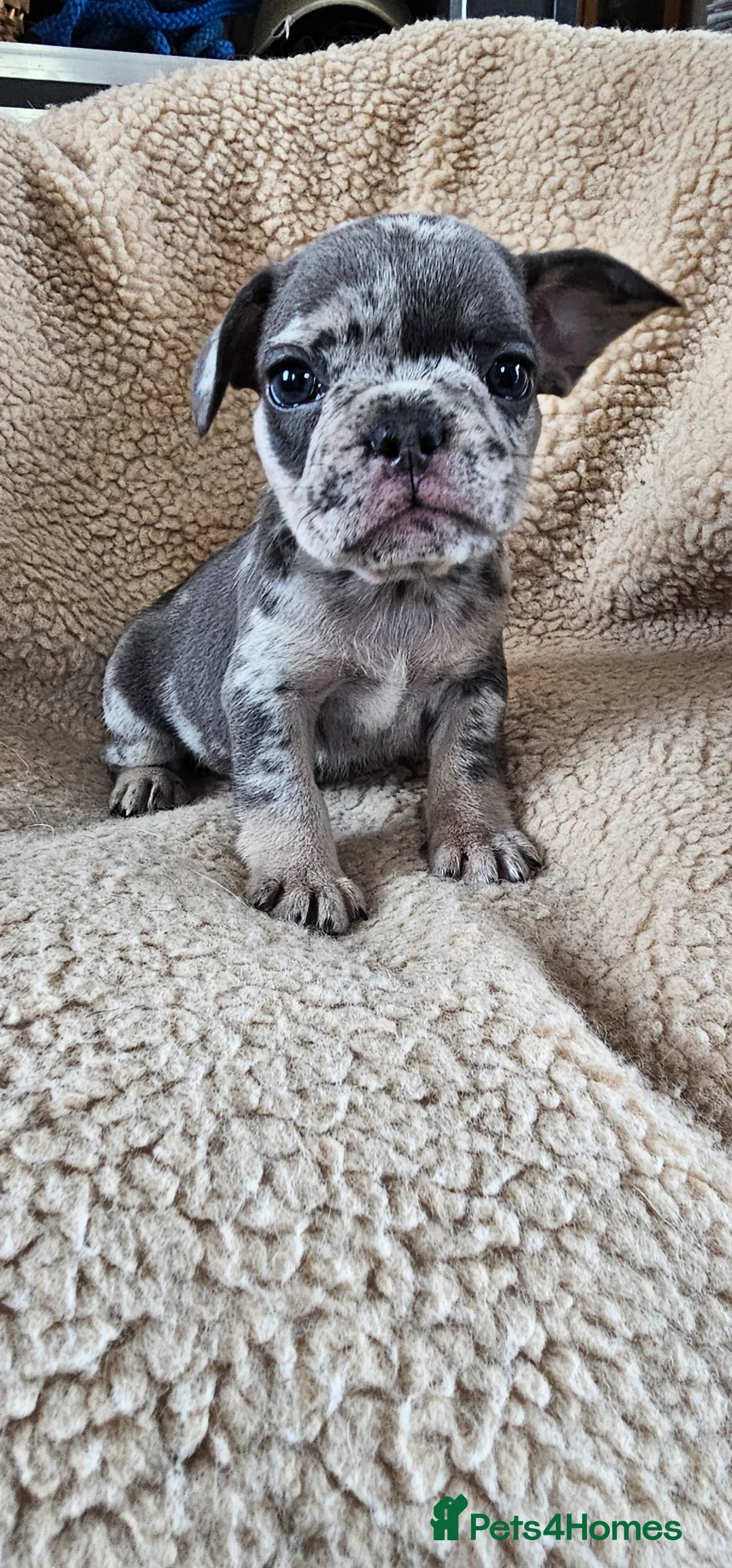 French Bulldog dogs for sale: French bulldog puppies  - Advert 2