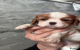 Cavalier King Charles Spaniel dogs for sale: Ready to go 🐶 Cavalier King Charles Spaniels - Image 12