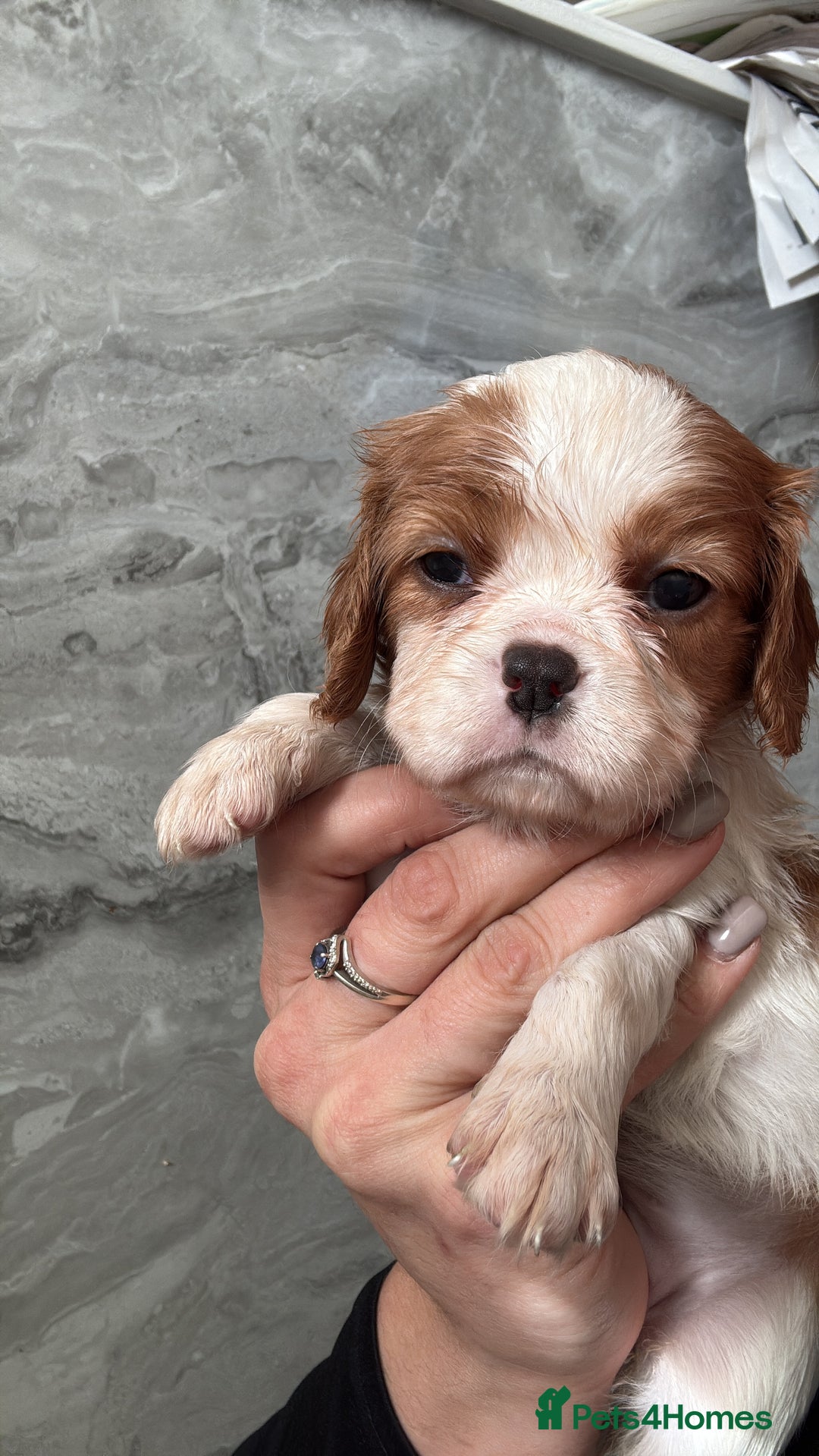Cavalier King Charles Spaniel dogs for sale: Ready to go 🐶 Cavalier King Charles Spaniels - Image 12
