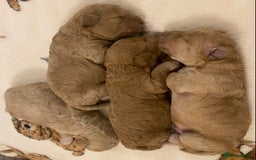 Cavapoo dogs for sale: Gorgeous Teddybear Cavapoo Puppies health checked  - Advert 29