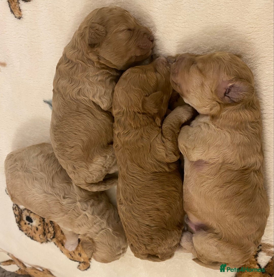 Cavapoo dogs for sale: Gorgeous Teddybear Cavapoo Puppies health checked  - Advert 29