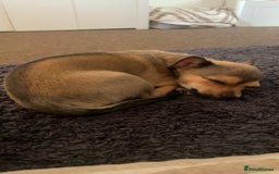 Pomchi dogs for sale: Lovely loving Dottie  - Image 4