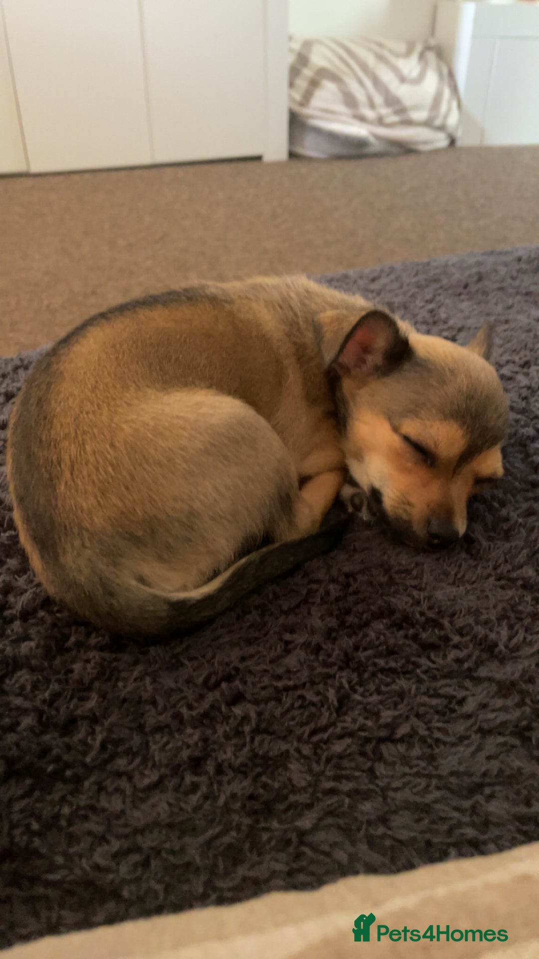 Pomchi dogs for sale: Lovely loving Dottie  - Image 4
