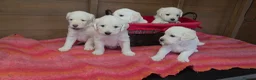 Labradoodle dogs for sale: Adorable labradoodle puppys  - Advert 4