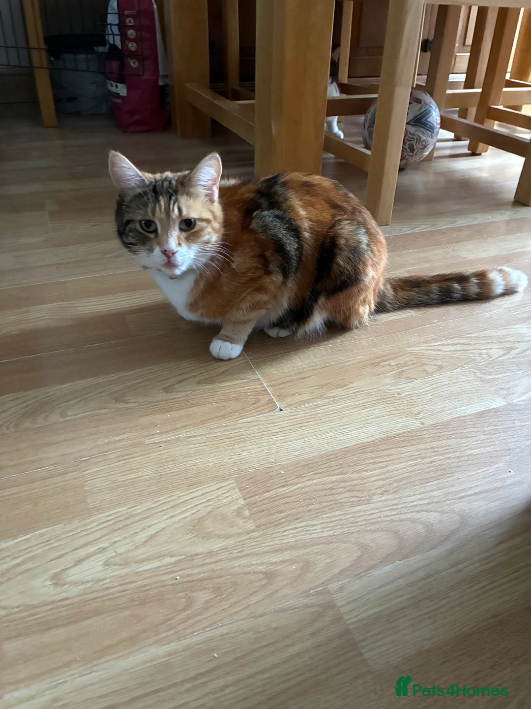 Mixed Breed cats for sale: Two adult cats for sale  - Advert 8