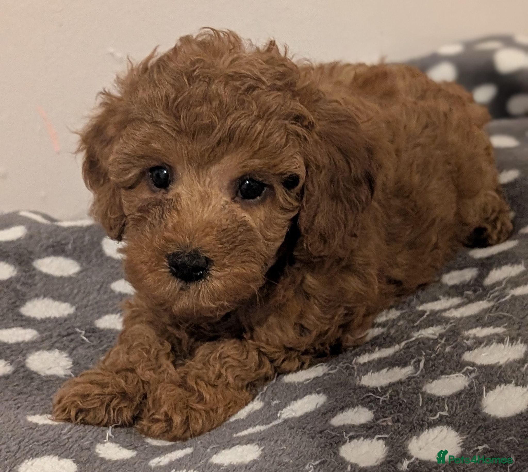Cavapoo dogs Premium Deep Red F1B Cavapoos (Puppy Culture/ENS) - Advert 1