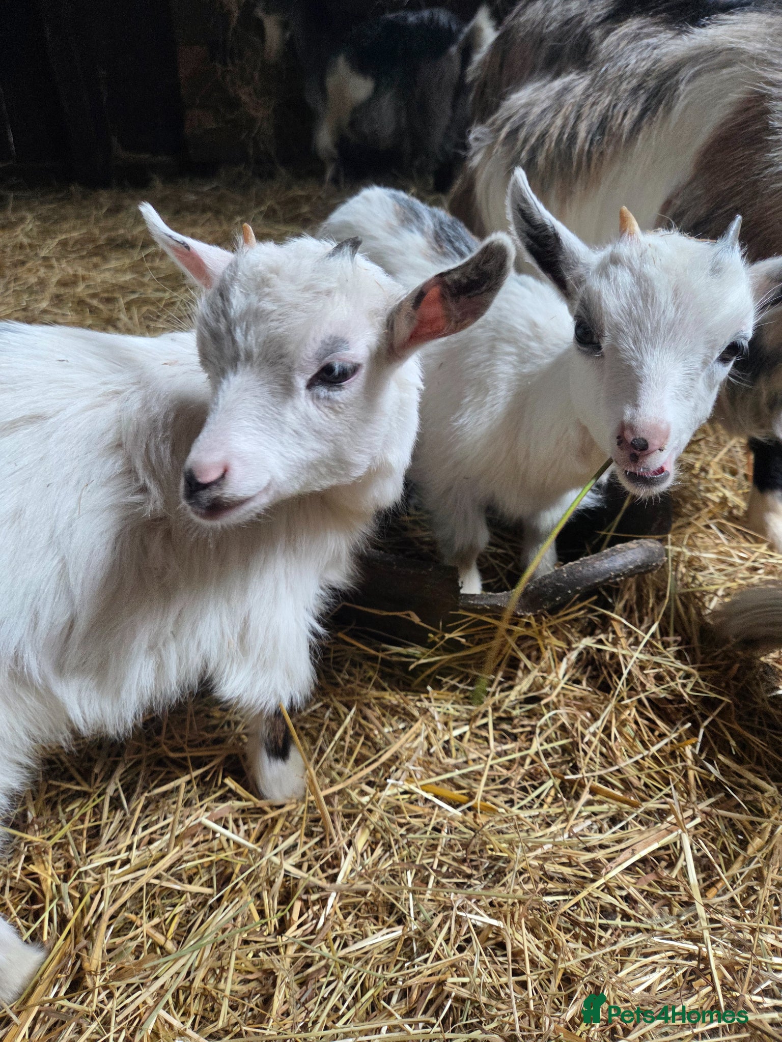 Goats livestock Stunning pygmy goat kids  - Advert 2