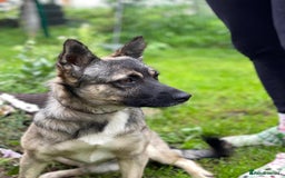 Mixed Breed dogs for adoption: 💙🐶 KAI 🐶💙 - Image 12