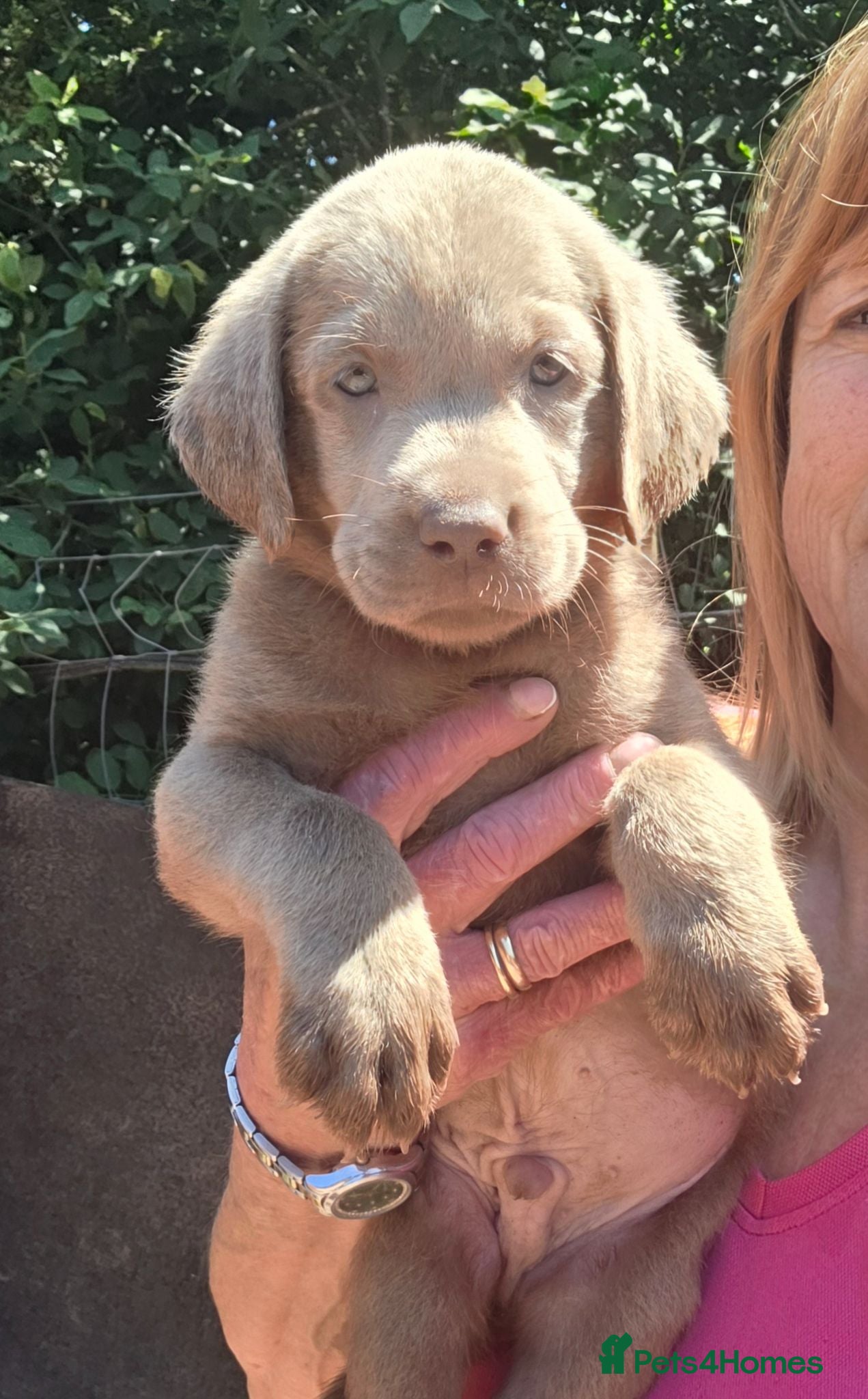 Labrador Retriever dogs Beautiful KC Silver Labradors  - Advert 2