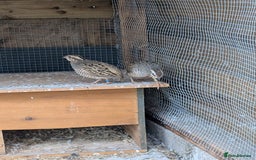 Quail poultry for sale: Jungle bush quail 3 x male - Image 1