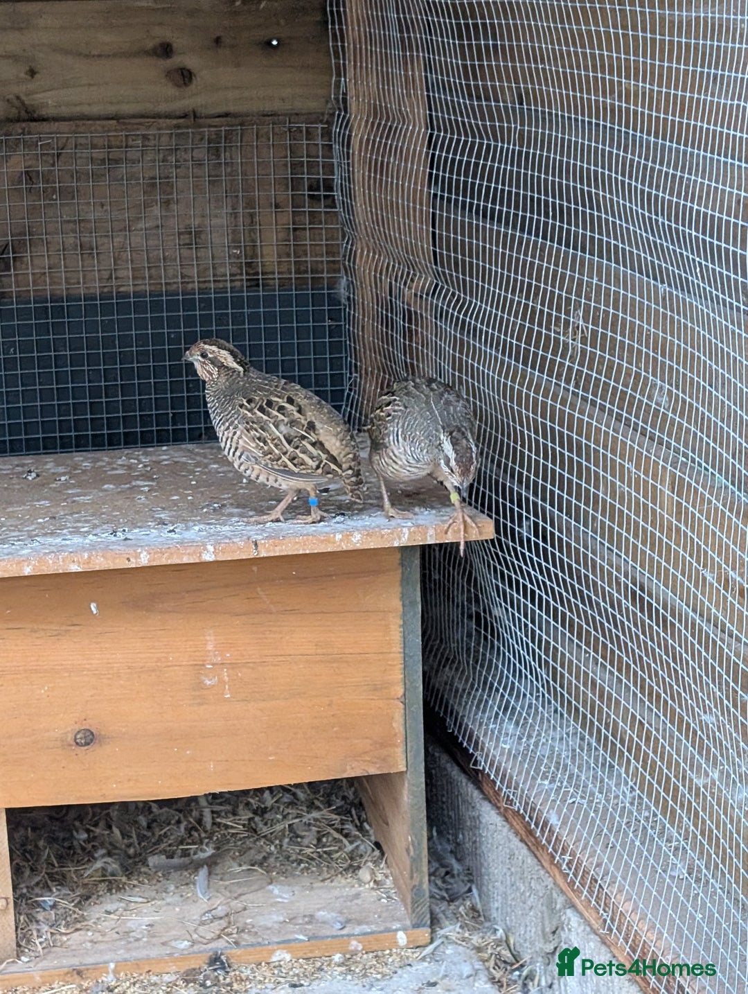 Quail poultry for sale: Jungle bush quail 3 x male - Image 1