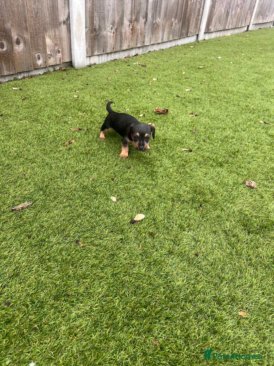 Mixed Breed dogs for sale: 5 beautiful jackshund puppies for sale - Advert 15